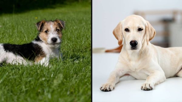 Wirehaired Terrier Lab Mix – A Uniquely Different And Varying Crossbreed