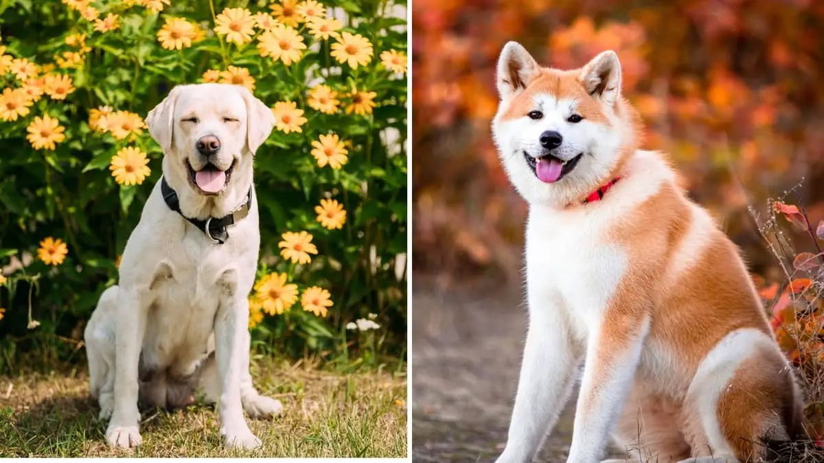 Yellow Lab Akita Mix – A Unique And Strong-Willed Combination