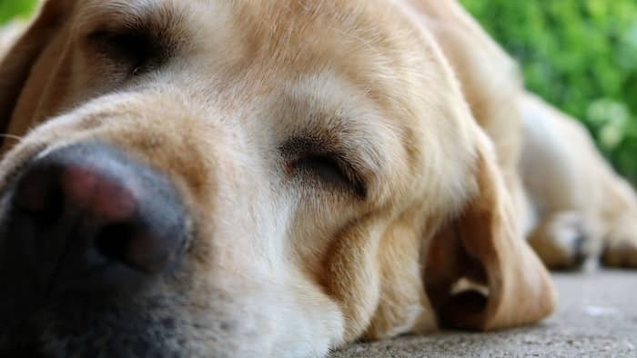 having a long nap is a perfectly normal reason for a dog’s nose to get dried up