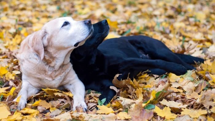 A yellow lab can have black puppies only if the other lab parent is either black or brown