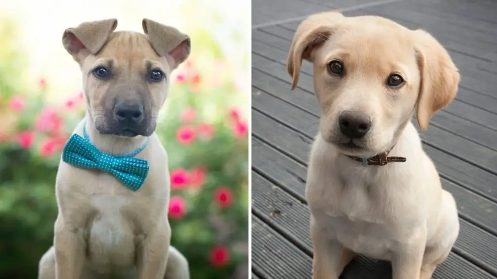 Are Black Mouth Cur Lab Mix Puppies The Right Choice For You?