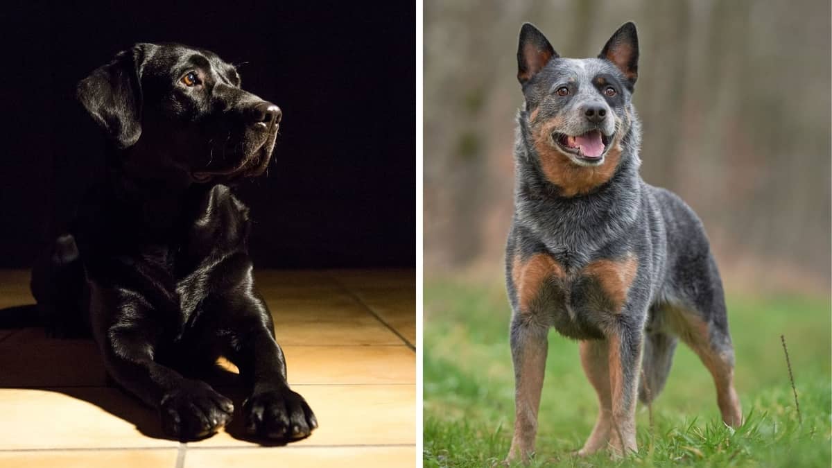 Black Lab Australian Cattle Dog Mix – Is This A Good Companion Pet Breed