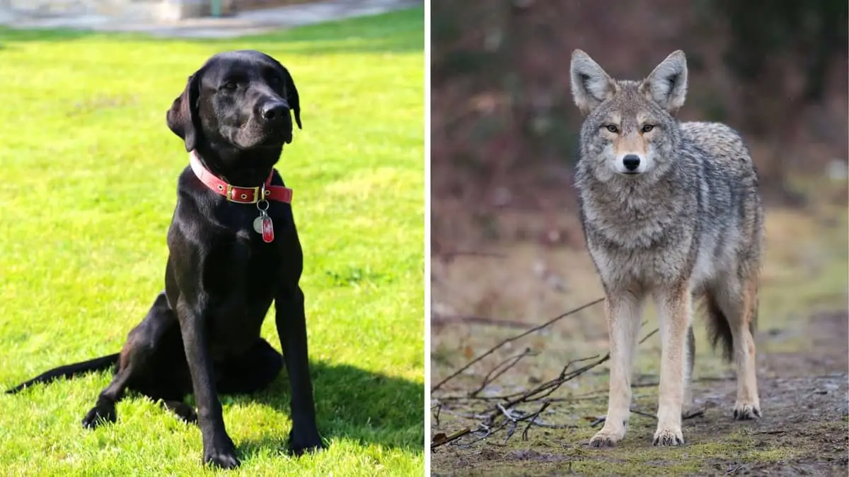 Black Lab Coyote Mix – Is It As Weird As It Sounds