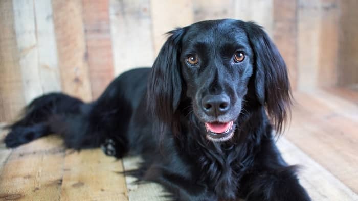 Black Lab and Great Pyrenees Mix Looks and Appearance