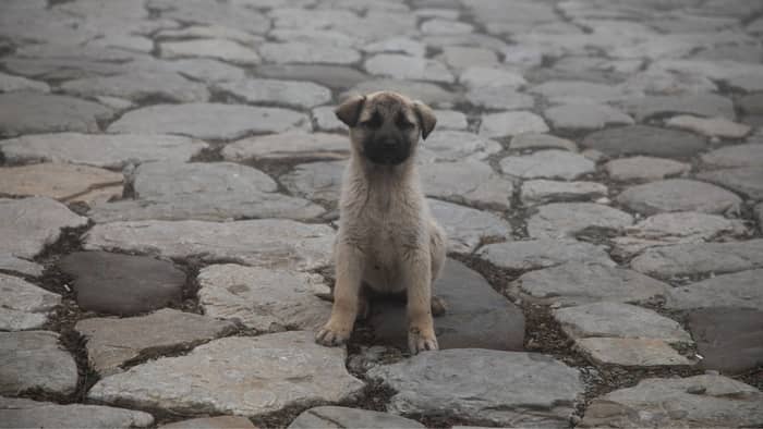 Are Black Mouth Cur Lab Mix Puppies The Right Choice For You