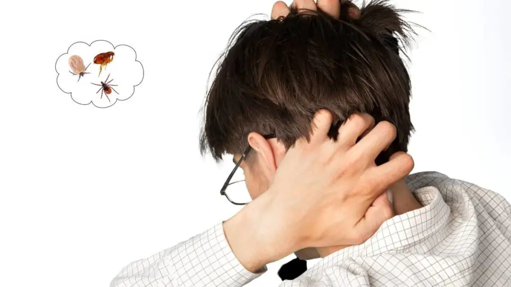 Can Fleas Live On Human Heads And Lay Eggs There?