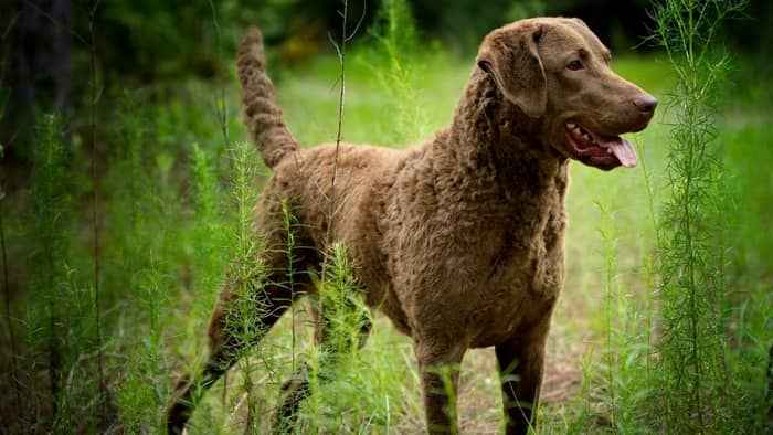 Chessies’ upper coat layer is wavy while labs’ coats are straight