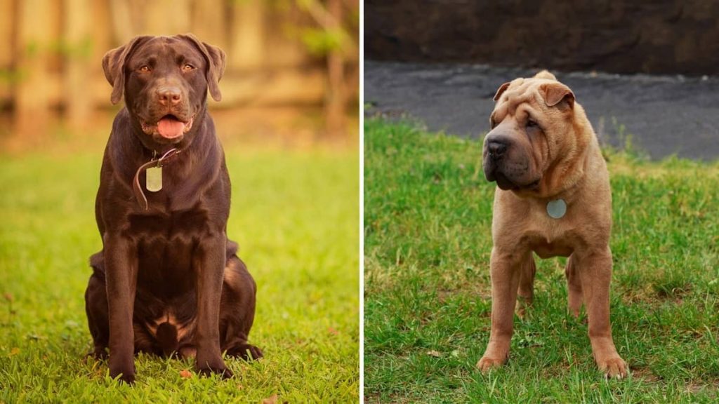 Shar Pei And Lab Mix Pei Shar Mix Lab Puppies Labrador Jacques Dogs Temperament Choose Board