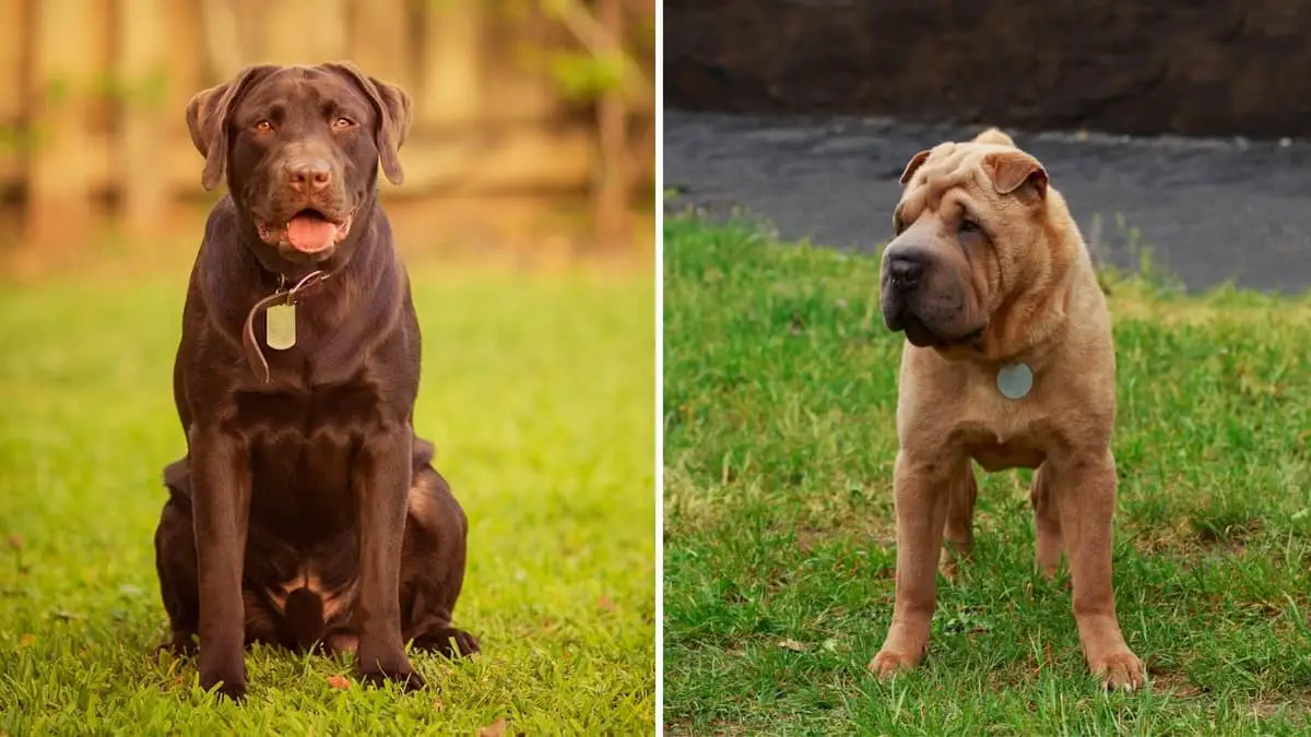Chocolate Lab Shar Pei Mix – The Best Of Both Worlds