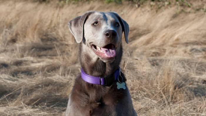 Color Dilution Alopecia And Silver Lab Dogs – What Do You Need To Know