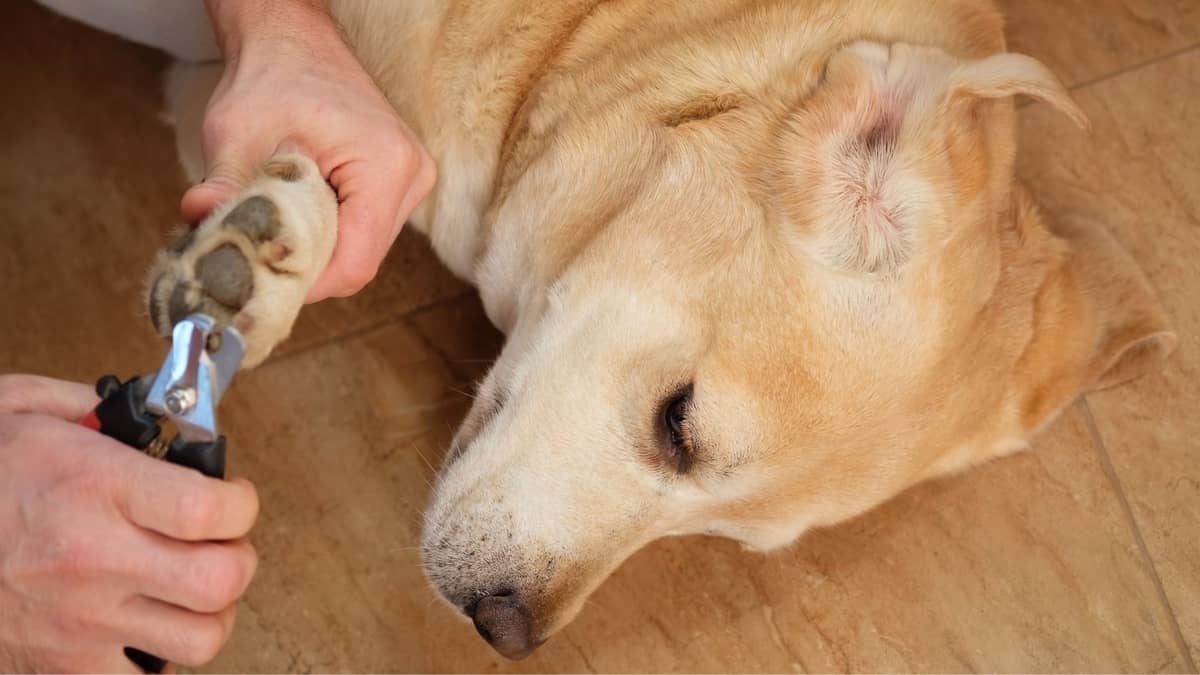 My Dog Broke a Nail? What Do I Do Now? – Union Lake Pet Services