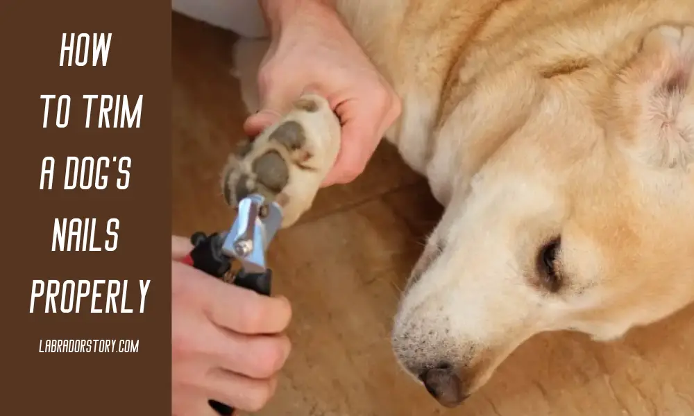 How to trim a dog's nails properly