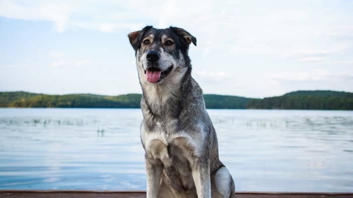 Husky Lab Mix Full-grown Size and Appearance
