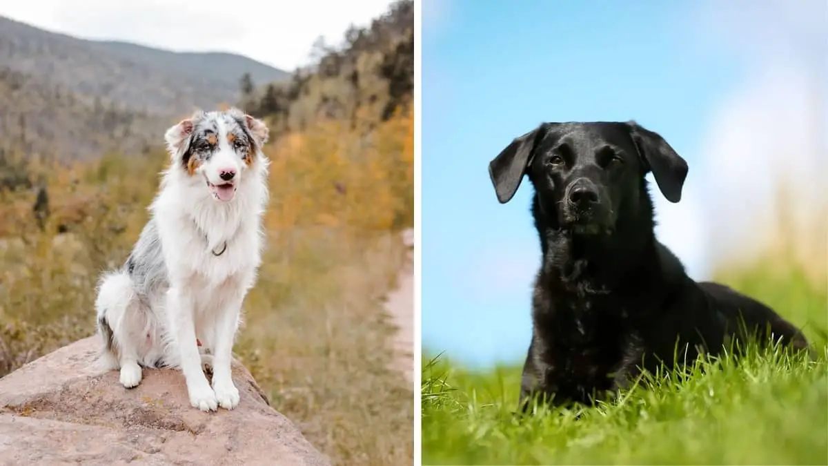 Is An Australian Shepherd Mixed With Black Lab The Perfect Pet