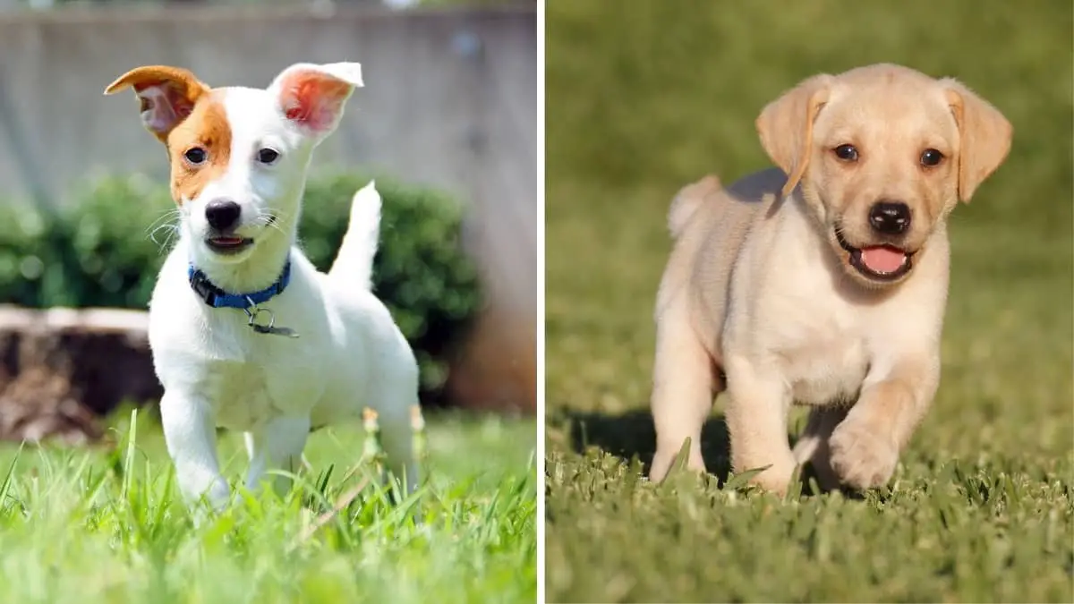 Jack Russell Lab Mix Puppy – The Lively and Adorable Pet Dynamo
