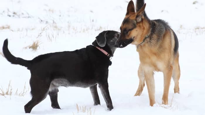 These dogs are very social and outgoing too