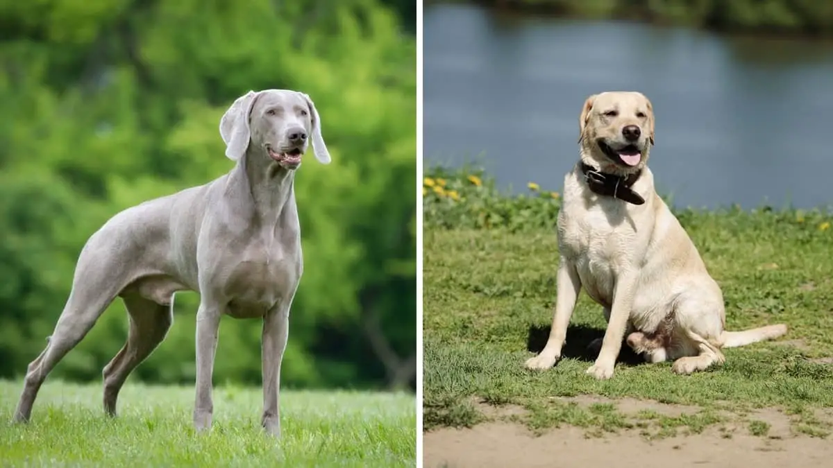 Weimaraner Lab Mix – A Special Dog With Wonderful Character