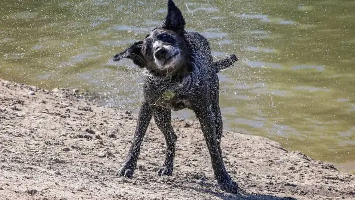 What Does A Black Lab Coyote Mix Look Like