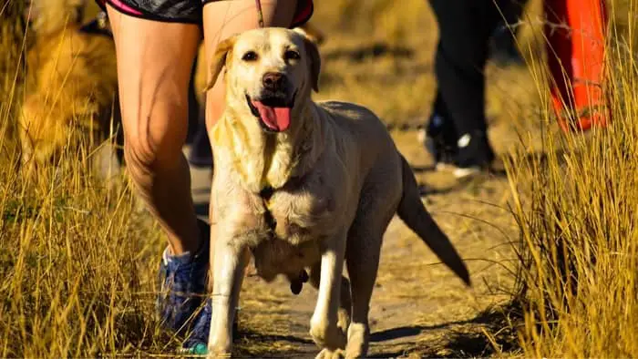 What Makes For The Best Hunting Dog Names