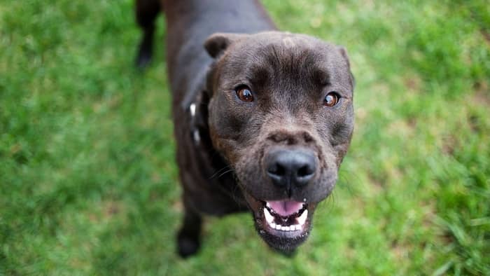 What does a chocolate lab Shar Pei mix look like