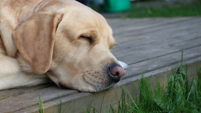 Why Do Dogs Get Hiccups When Sleeping