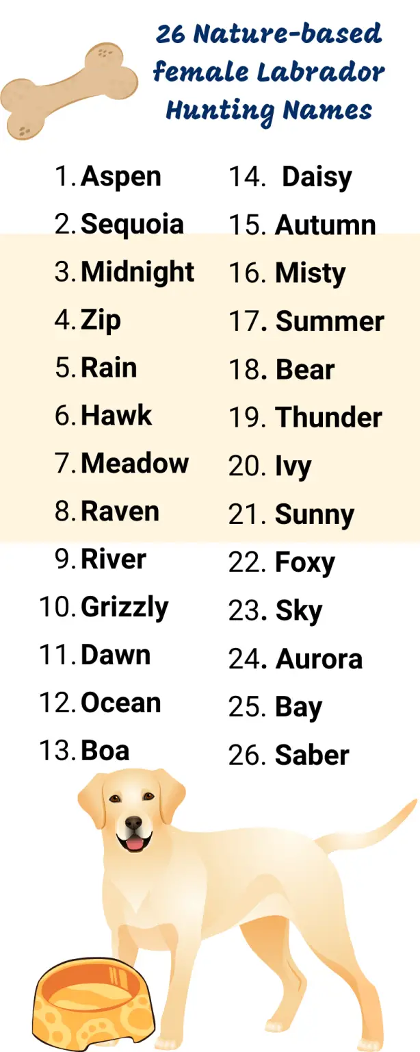 120 Unique Female Labrador Names Hunting Dogs Would Wear Proudly