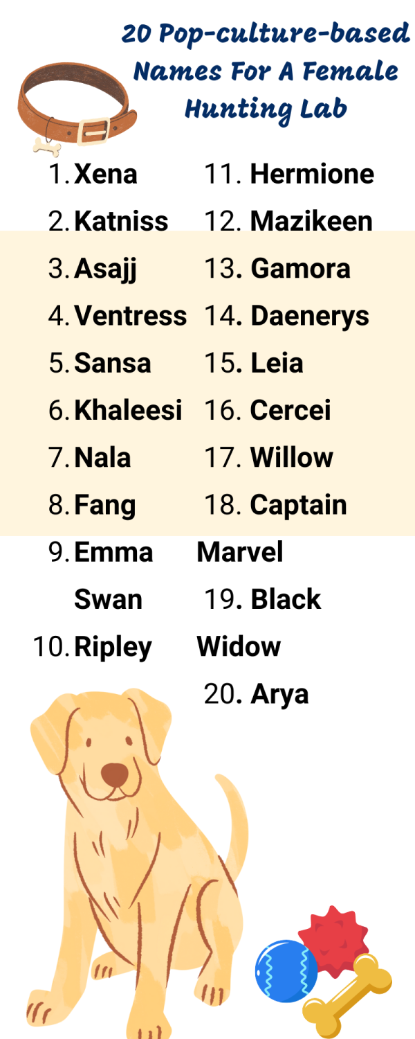 120 Unique Female Labrador Names Hunting Dogs Would Wear Proudly