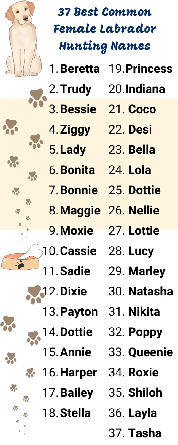 120 Unique Female Labrador Names Hunting Dogs Would Wear Proudly