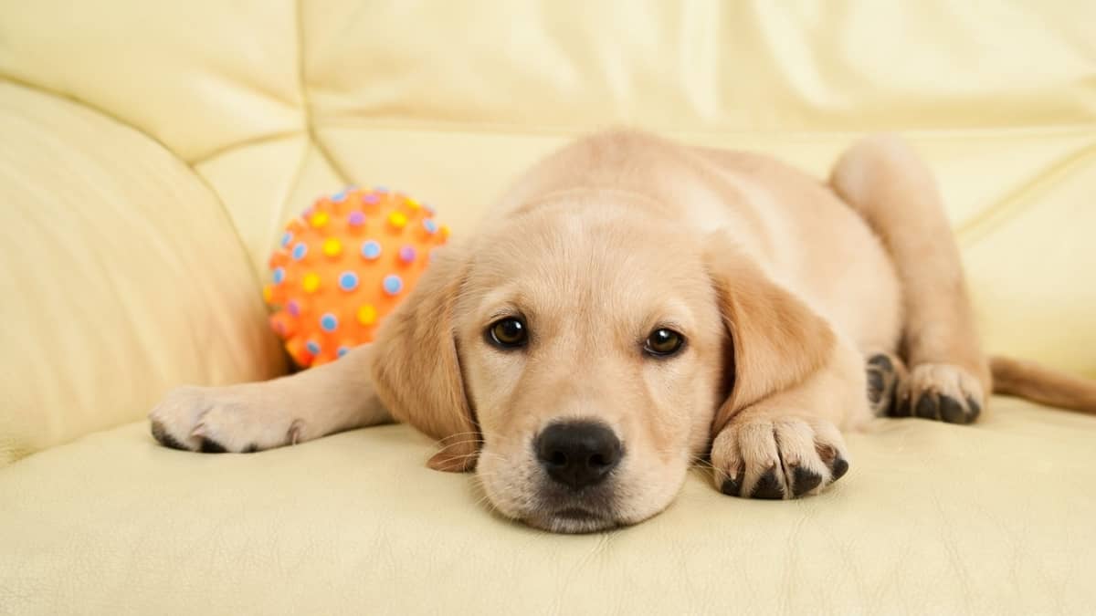 20 Reasons Not To Get A Labrador Retriever