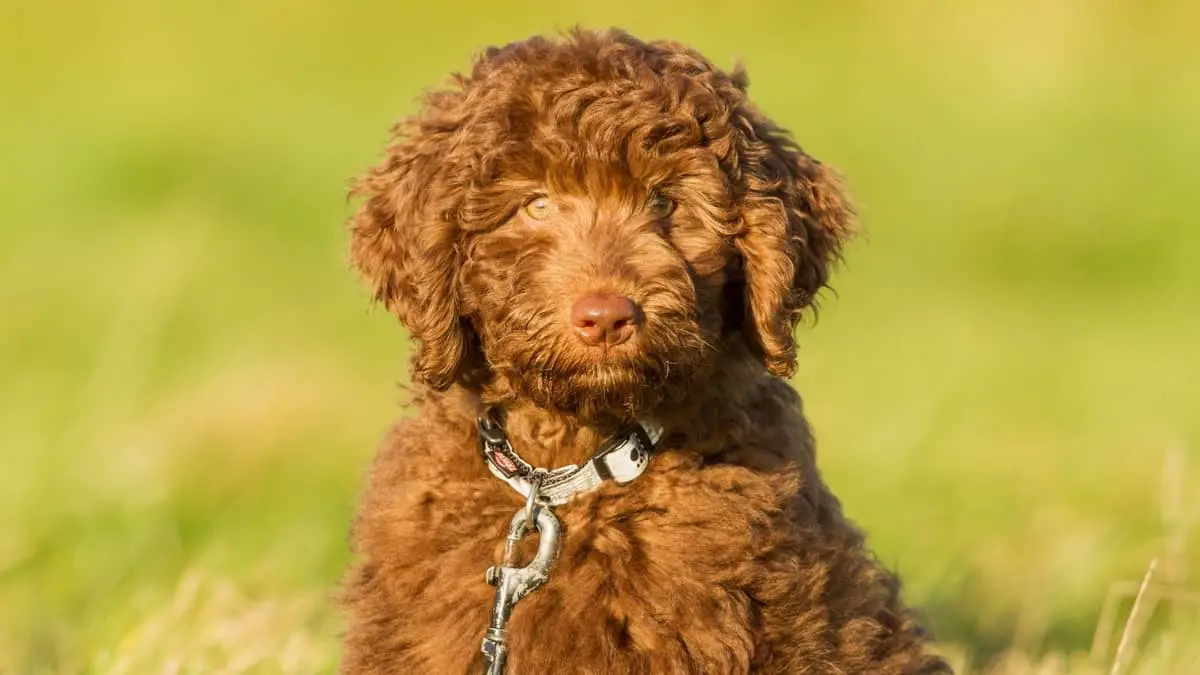 Australian Labradoodle vs American Labradoodle – Which Is The Right Doodle For You