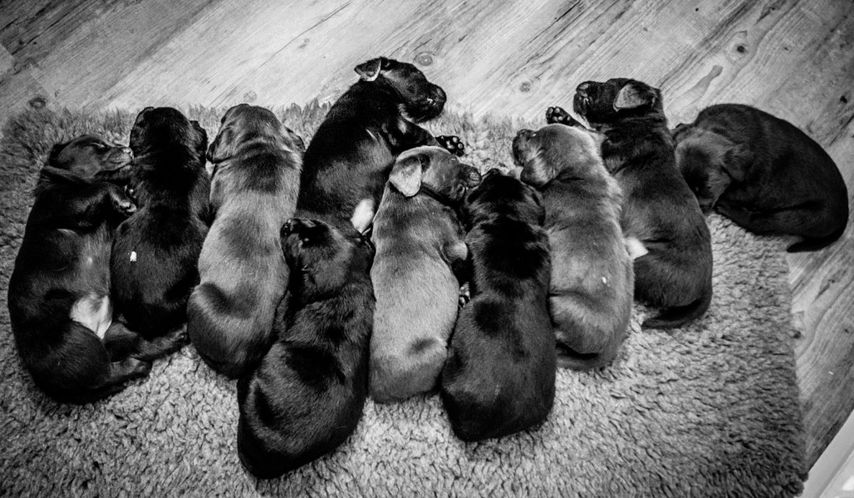 Average Labrador Litter Size – What To Expect