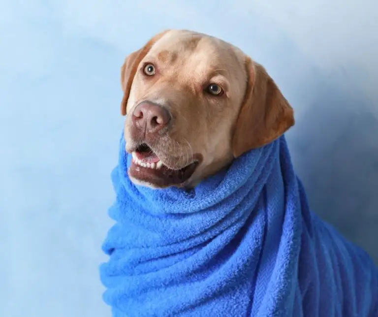 how-often-to-bathe-a-labrador-labrador-story