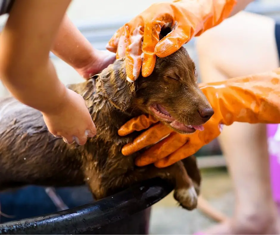 How Often Should I Bathe My Labrador Puppy? Labrador Story