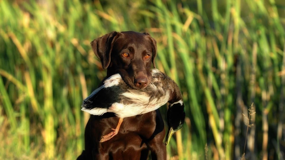 Best Dog Food For Hunting Labs – 6 Crucial Considerations