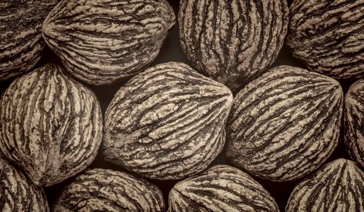 Black Walnuts And Dogs – Should You Be Afraid