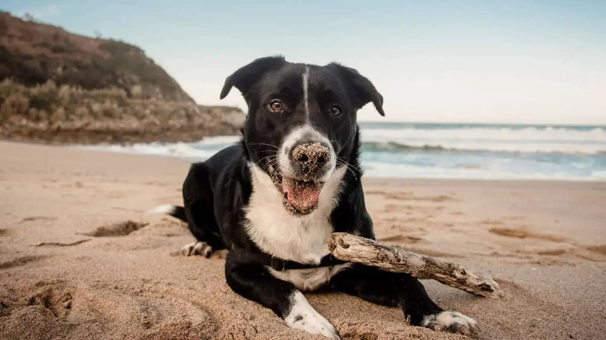 Border Collie Lab Mix Full Grown Size, Personality, Health, And Other Important Characteristics
