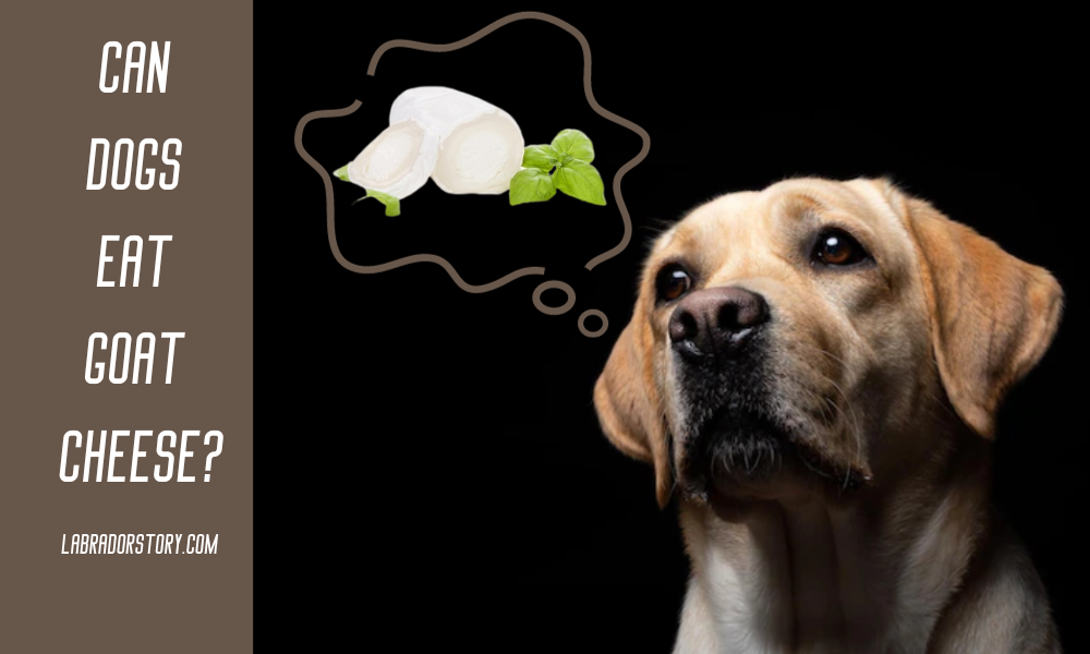 Can Dogs Eat Goat Cheese? ImportantTips for Dog's Health