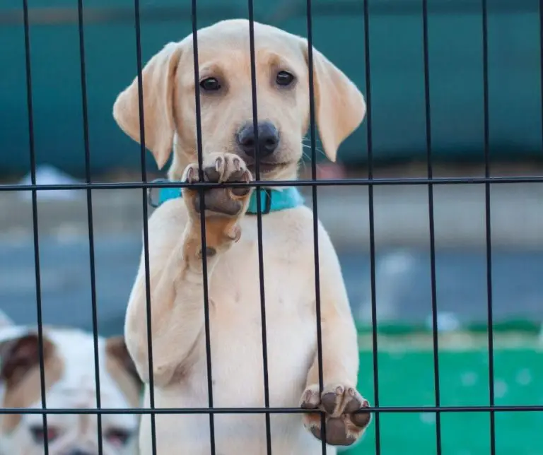 What Size Crate For Labrador Retriever? Labrador Story