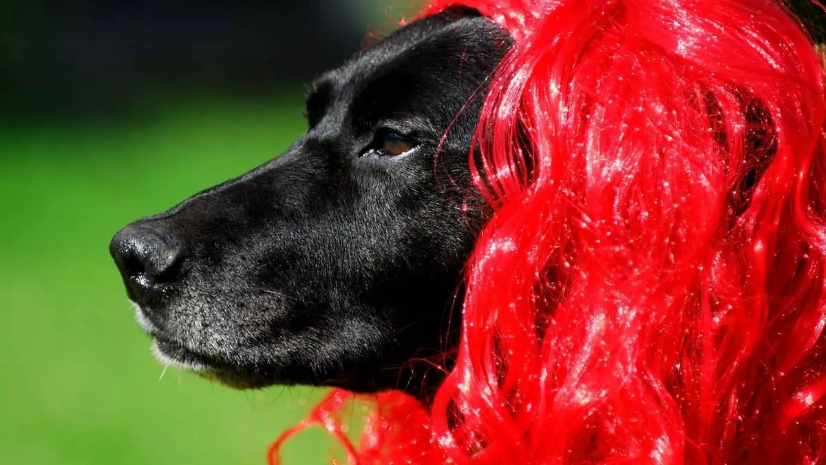 Do Labs Have Hair Or Fur And Why That Matters