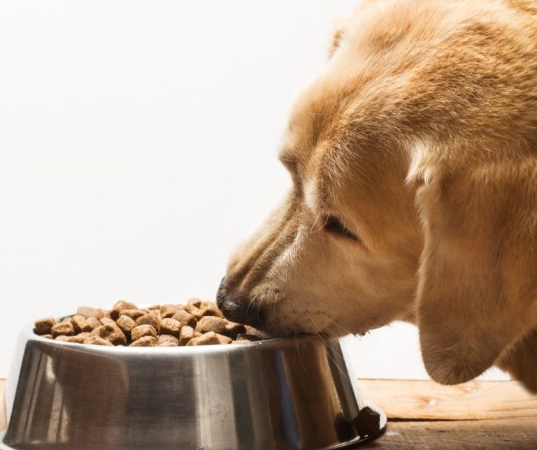 How Much Food To Feed A Labrador Retriever? Labrador Story