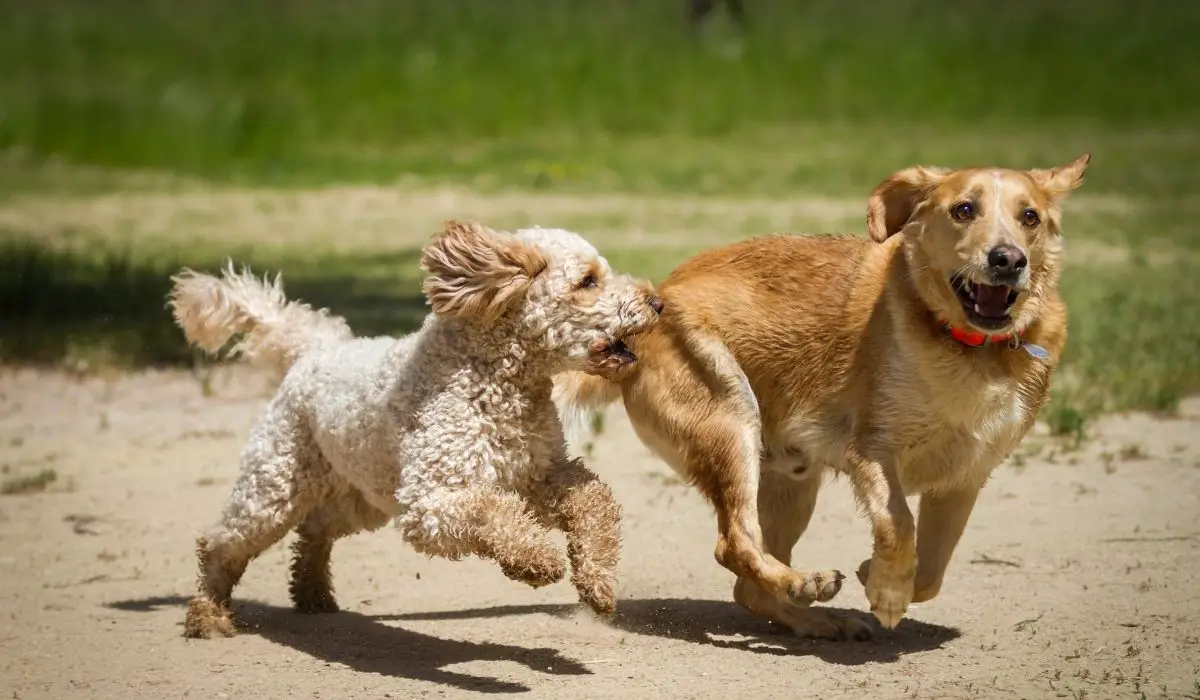 Goldendoodle vs Labradoodle vs Aussiedoodle – Which Doodle Is The Best Pet For You