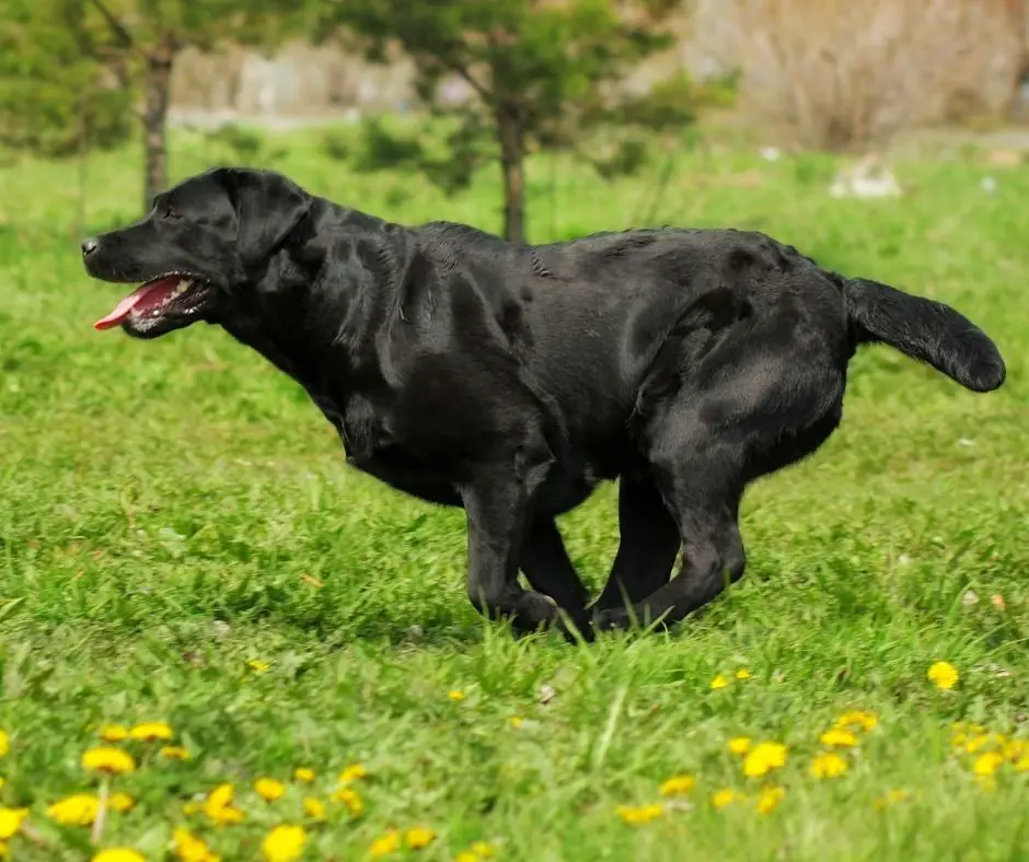 how-fast-do-labradors-grow-labrador-story