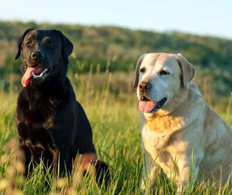 How Long Are Labradors Pregnant? - Labrador Story