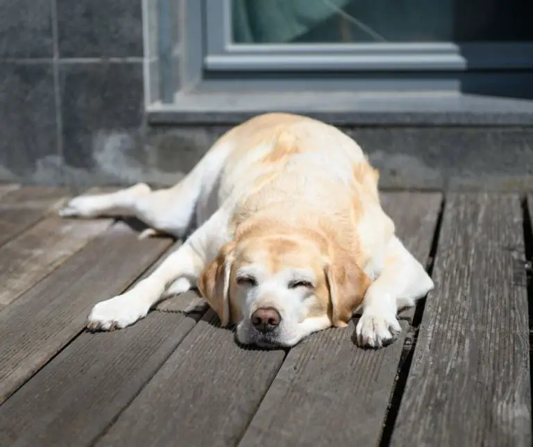 How Long Can A Labrador Be Left Alone? Labrador Story