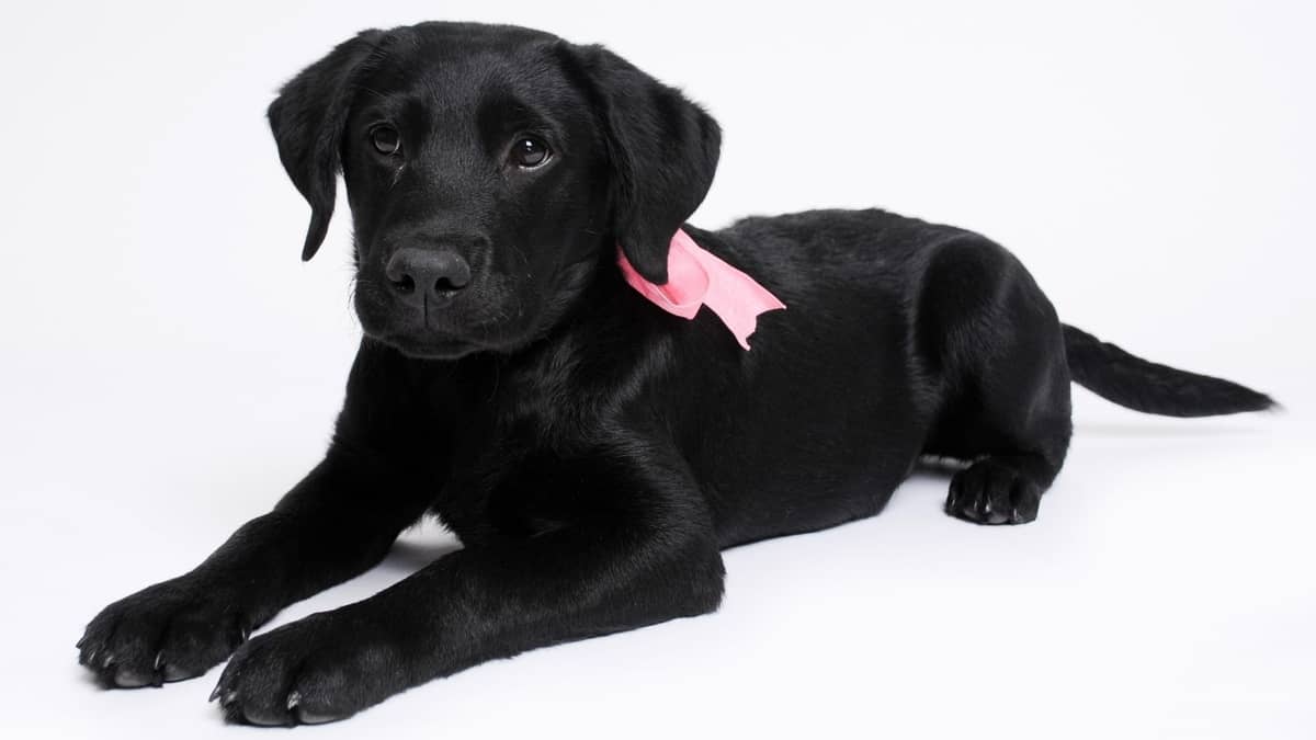 How Much Do Labrador Retrievers Cost To Buy Or Adopt