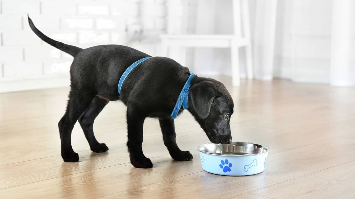 How Much Do You Feed A Lab Puppy Plus A Detailed Diet Chart
