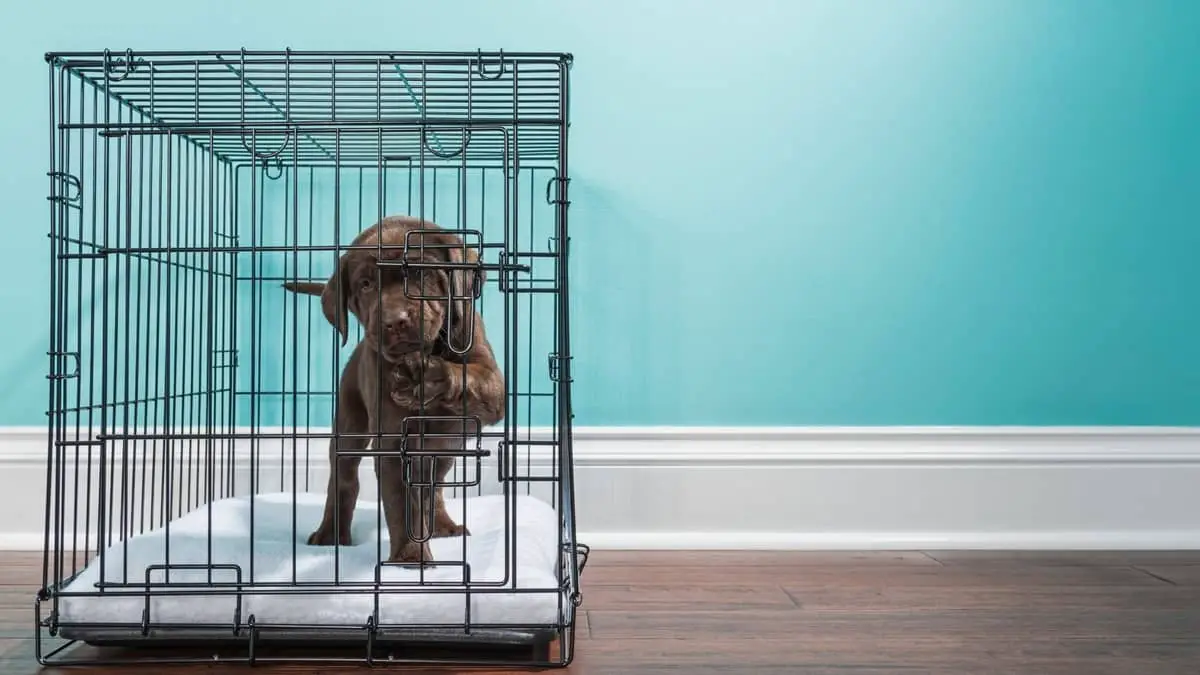 How To Crate Train A Lab Puppy And Why It’s A Good Idea