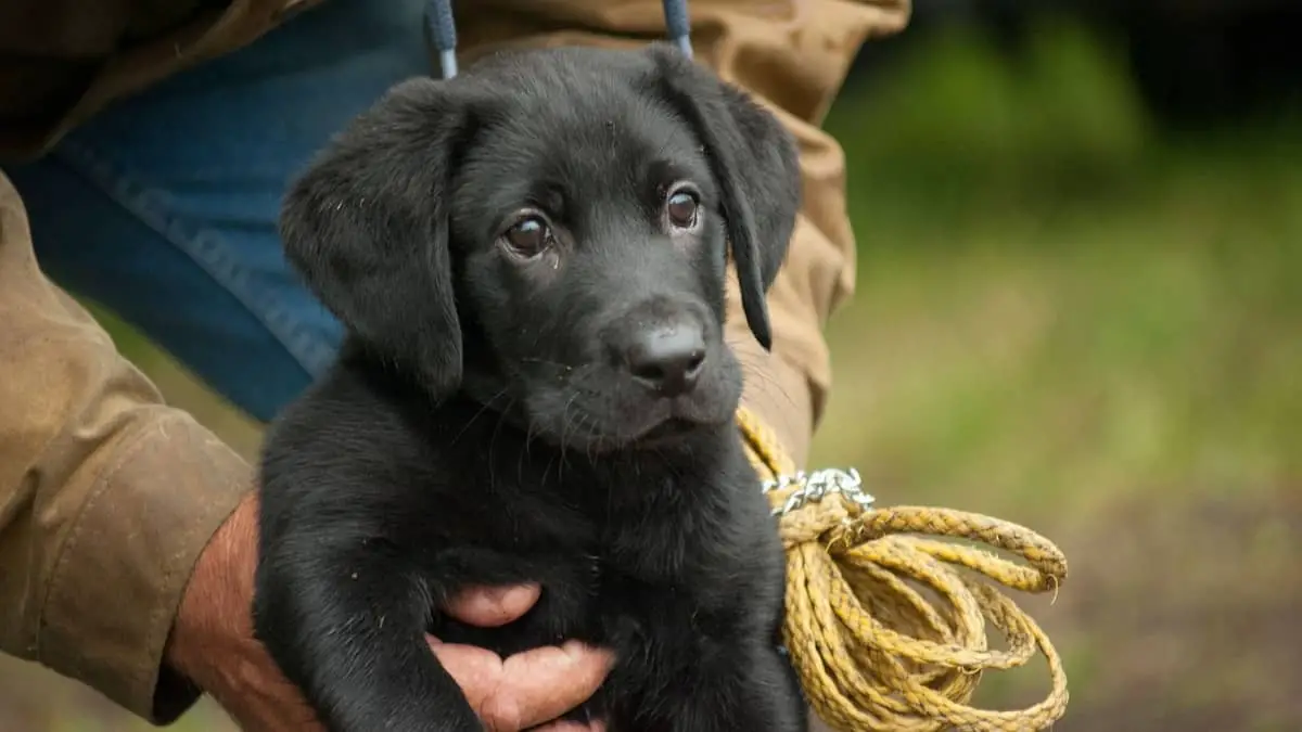 How To Raise A Lab Puppy – 6 Vital Rules