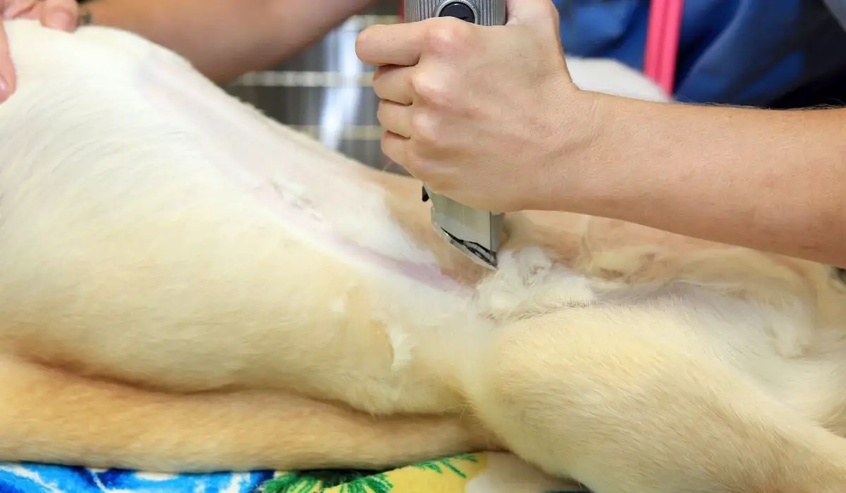 How To Shave A Lab And Why You Maybe Shouldn’t