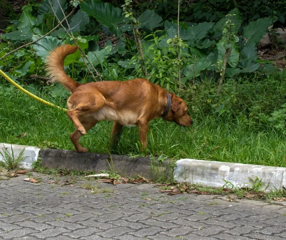 how-long-can-a-labrador-hold-its-bladder-labrador-story